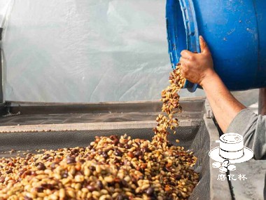 乳酸发酵技术为咖啡带来独特风味与口感的革新