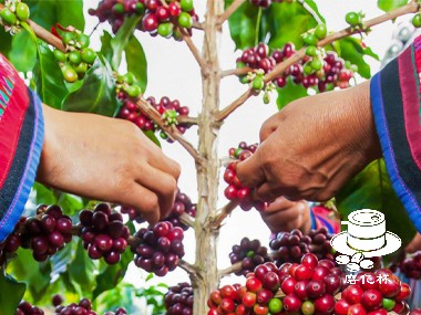 可持续咖啡采购之构建共赢的咖啡产业链