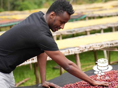 探索AC1咖啡：低咖啡因品种的潜力与市场前景